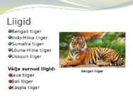 Tiiger-powerpoint #3