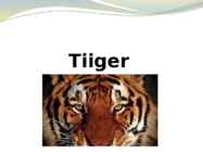 Tiiger-powerpoint