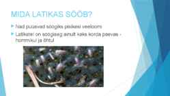 LATIKAS #4