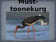 Must-toonekurg
