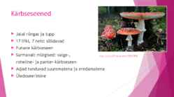 Maagilised-seened #3