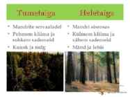 Okasmetsad #11