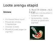 Inimese algne areng #2