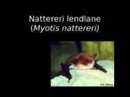Nattereri lendlane
