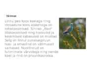 Siniraag-Coracias garrulus #3