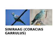 Siniraag-Coracias garrulus