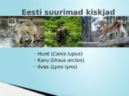 SUURKISKJAD EESTIS #2