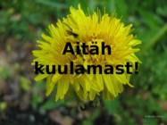 Siiami kaksikud #7