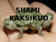Siiami kaksikud