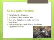 Koerte aretus läbi aja #2