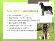 Koerte aretus läbi aja #11
