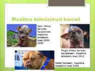 Koerte aretus läbi aja #15