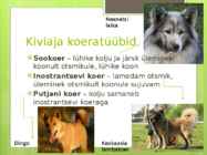Koerte aretus läbi aja #3