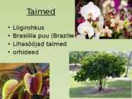 Brasiilia #6