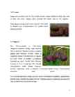 Õpimapp-Eksootilised viljad #9