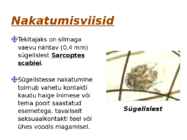 Sügelised #3