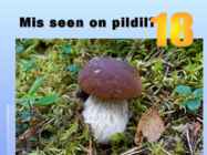 Viktoriin #19