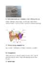 Imetajad #2