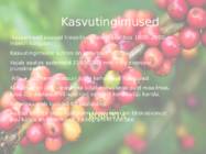 Kohvipuu #3