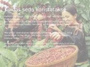 Kohvipuu #6