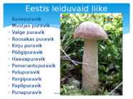 Puravikud #7