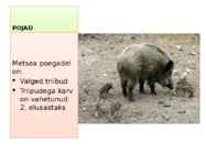 Metssiga #6