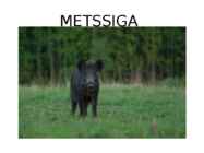 Metssiga