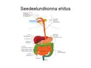 Seedeelundite haigused #3