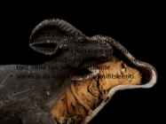 Vana-Egiptus #7