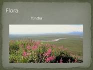 Alaska #6