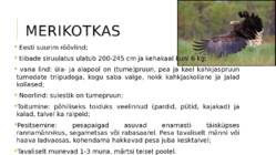 Eesti kotkad #2