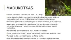 Eesti kotkad #4