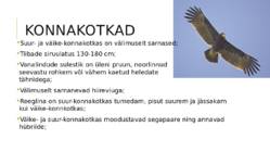 Eesti kotkad #5