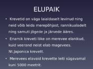 Krevetid ja krillid #4