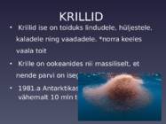 Krevetid ja krillid #6