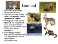 Okasmetsad #11