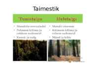 Okasmetsad #10
