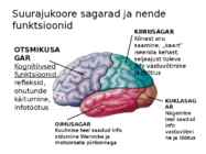 Aju ehitus ja funktsioneerimine #10