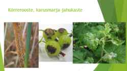 Parasiitseened Parasitism #8