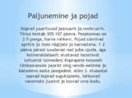 Kopra pojad ja paljunemine #3