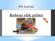 Kopra pojad ja paljunemine #5