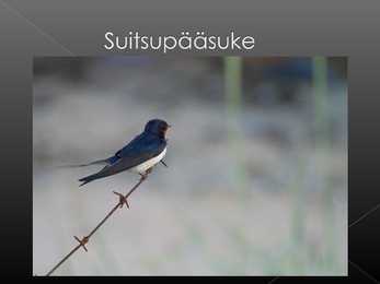 Laululinnud #31