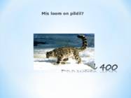 Kuldvillak #30