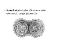 PUIDURIKKED #12