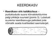 PUIDURIKKED #13