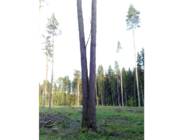 PUIDURIKKED #90