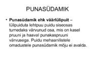 PUIDURIKKED #91