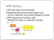 Energia vahendamine organismis #3
