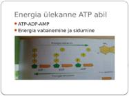 Energia vahendamine organismis #5