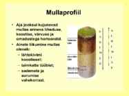 ROHTLAMULLAD #2
